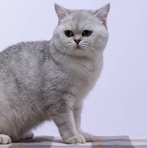英国短毛猫