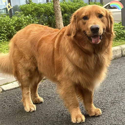 金毛寻回犬